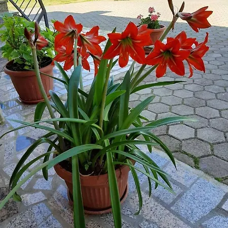 Apartman Martina Apartment Krsan
